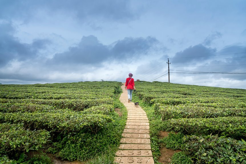 crystalwave horizon sanctum details